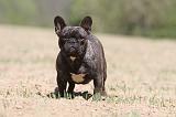BOULEDOGUE FRANCAIS 346